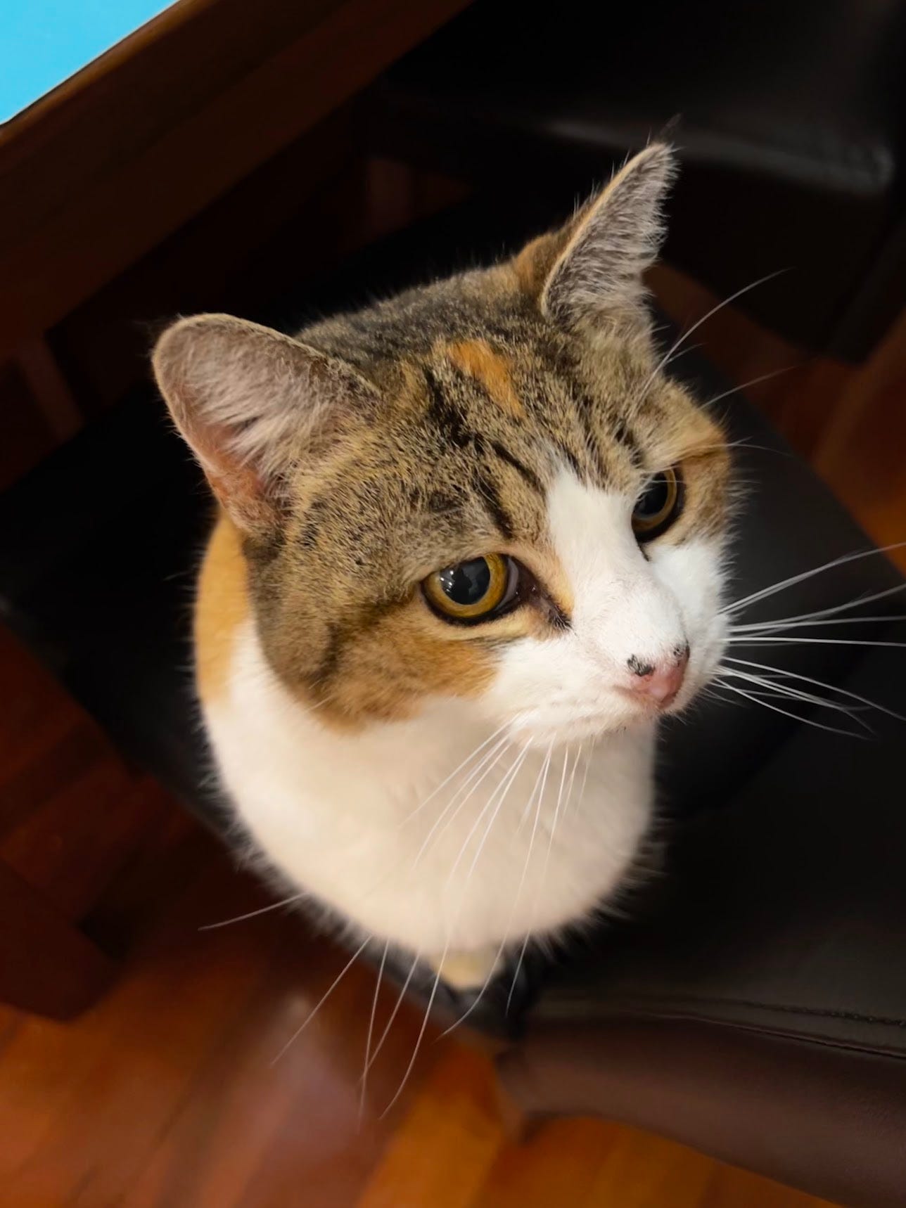 A photo of a beautiful calico cat.