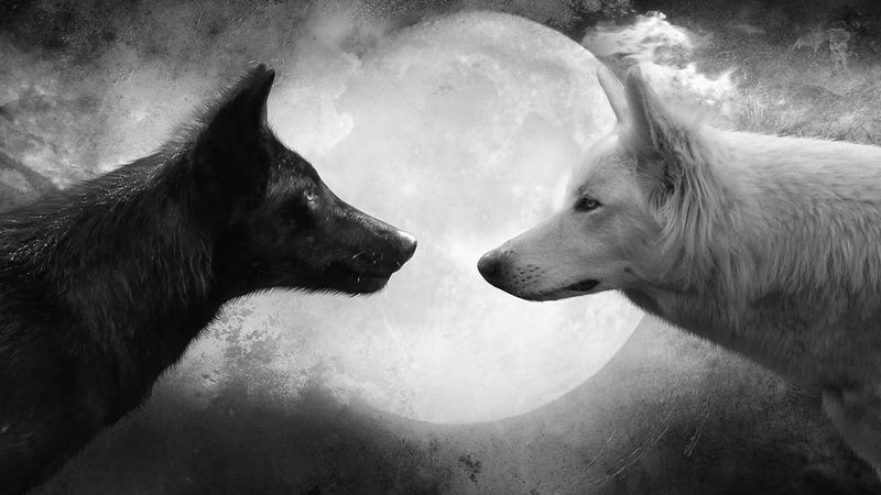 An image of two wolves, one black, one white, set against a moody sky and an unfeasibly large moon.